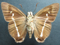 Adult Male Under of Narrow-banded Awl - Hasora khoda haslia